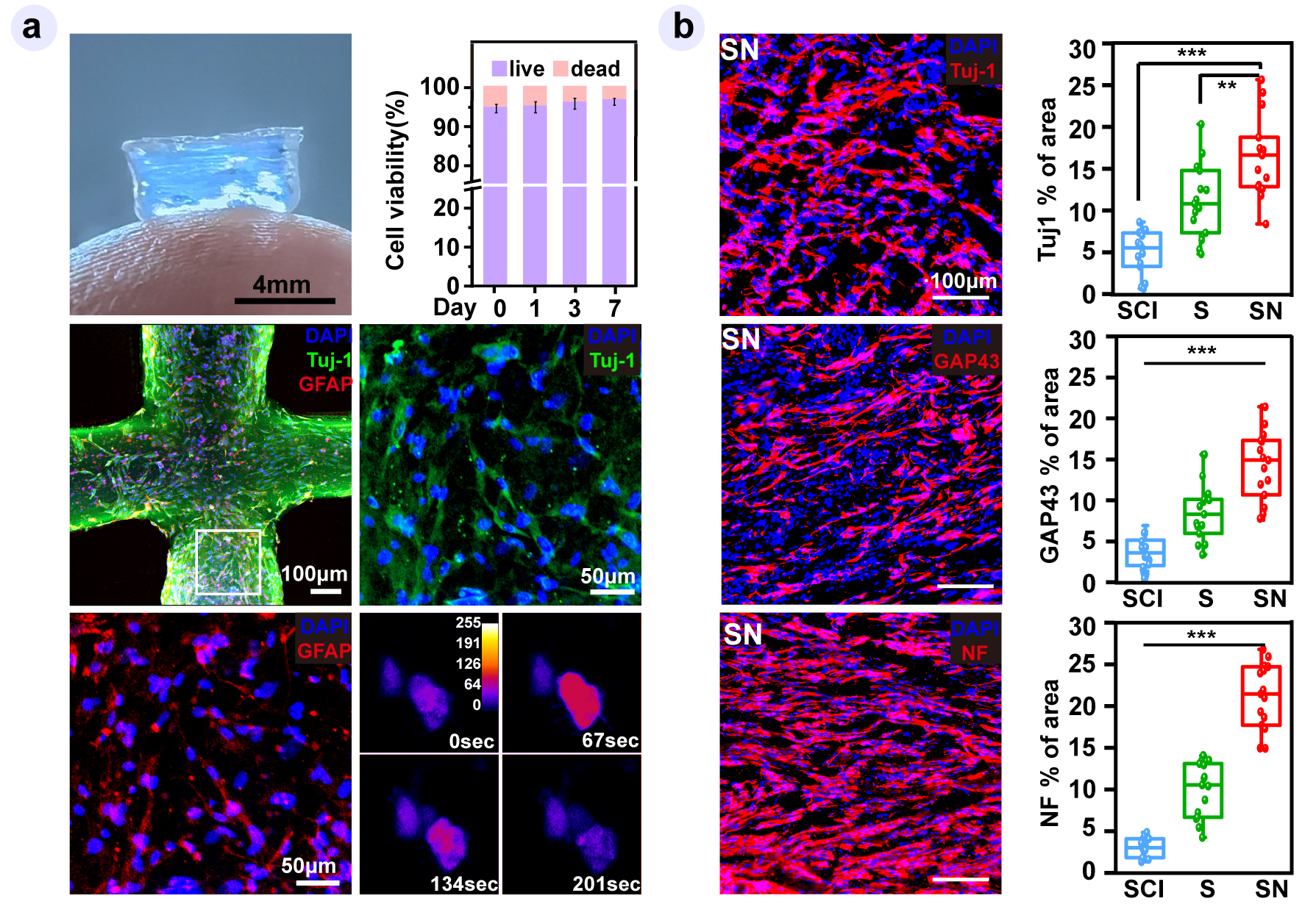 20230207-“活”的类神经纤维在体外(a)、体内(b)分化为神经元-材料学院-图2.png 20230207-“活”的类神经纤维在体外(a)、体内(b)分化为神经元-材料学院-图2.png