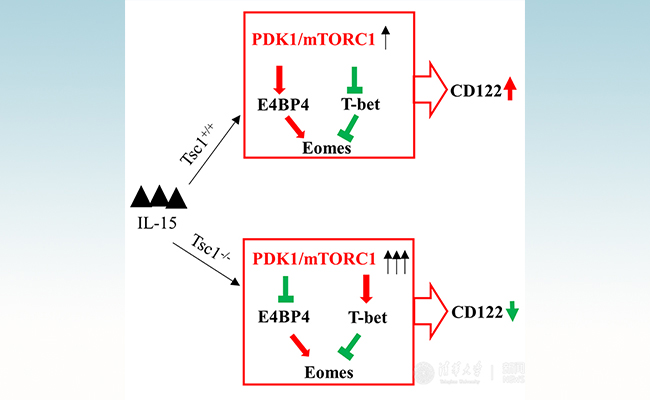空白背景 - 副本.jpg